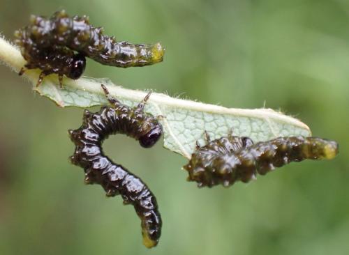 Nematus latipes